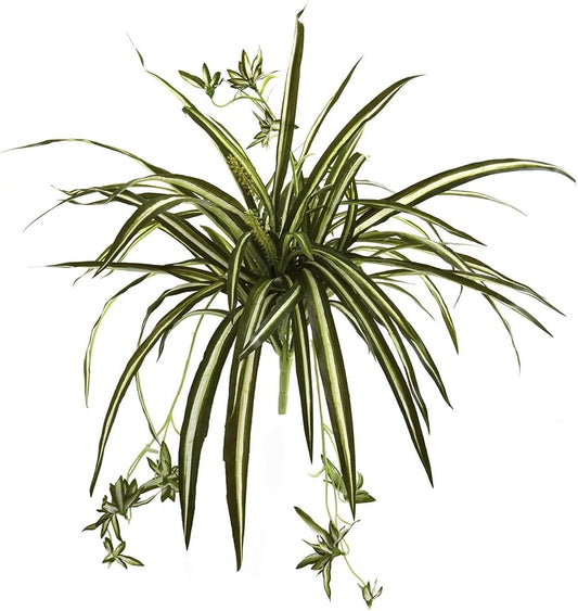 SPIDER PLANT BUSH