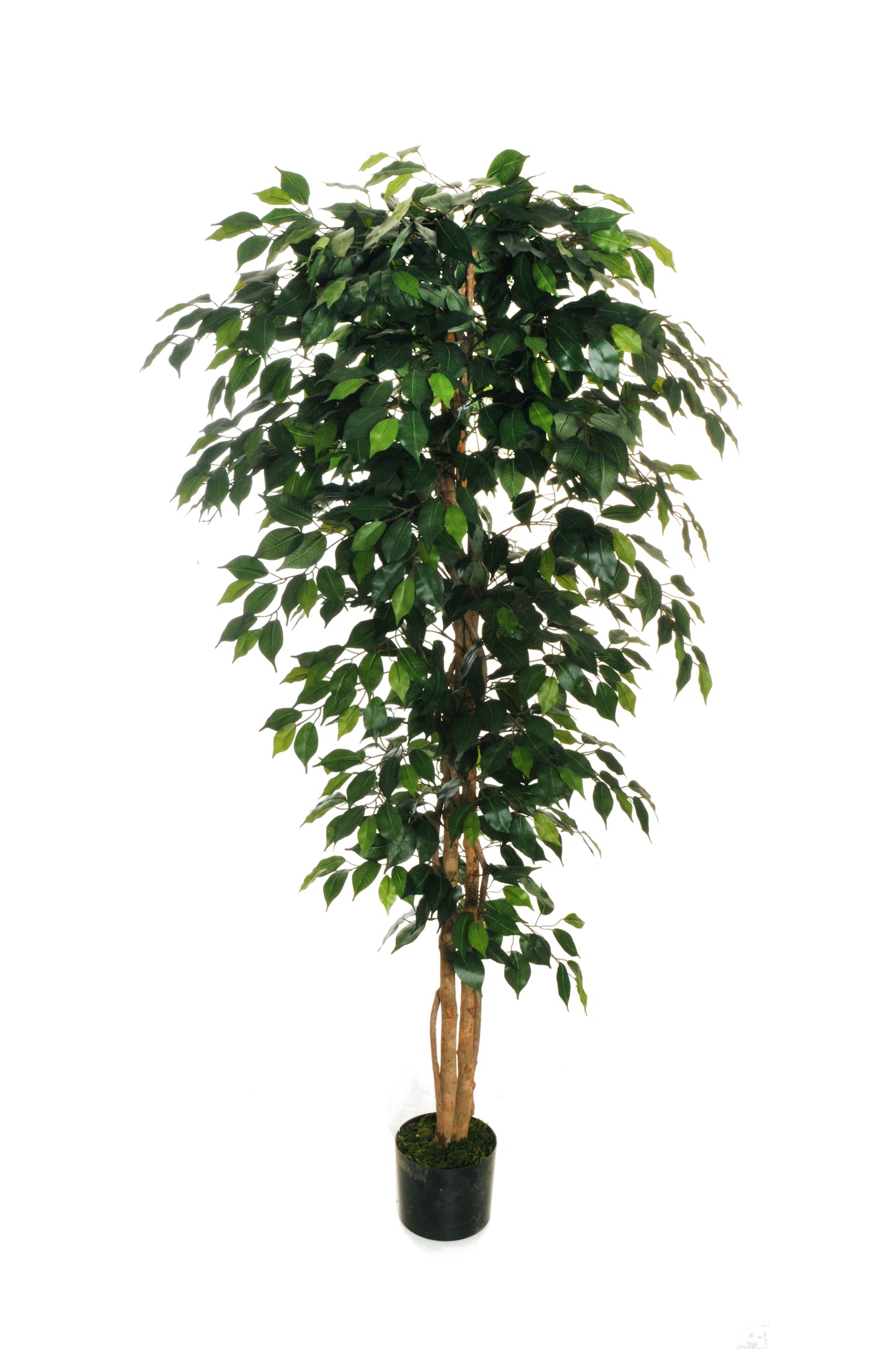 FICUS