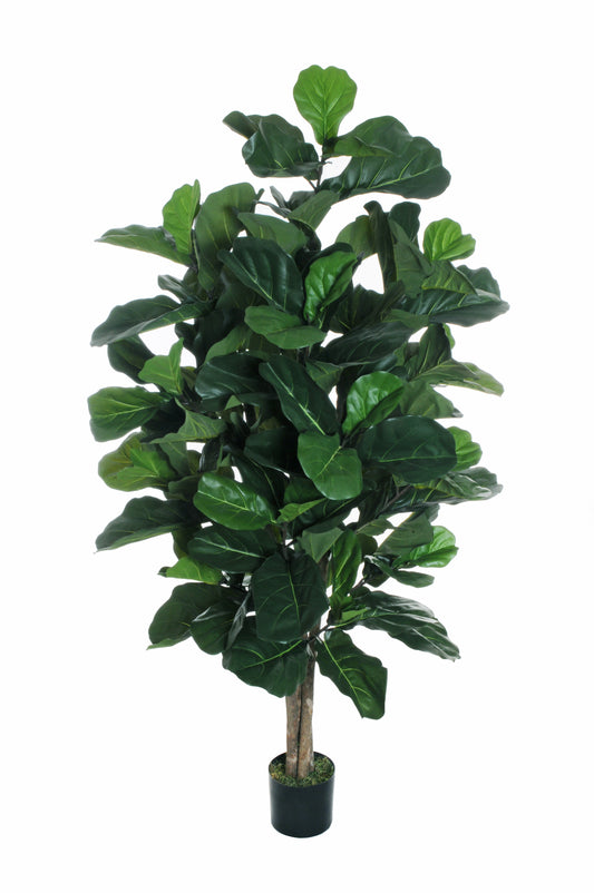 FICUS LYRATA