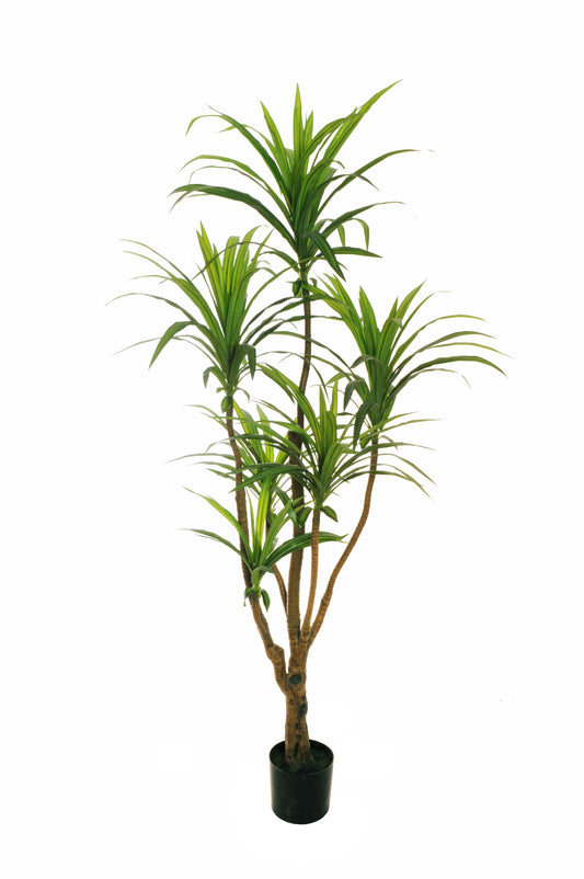 DRACAENA MARGINATA