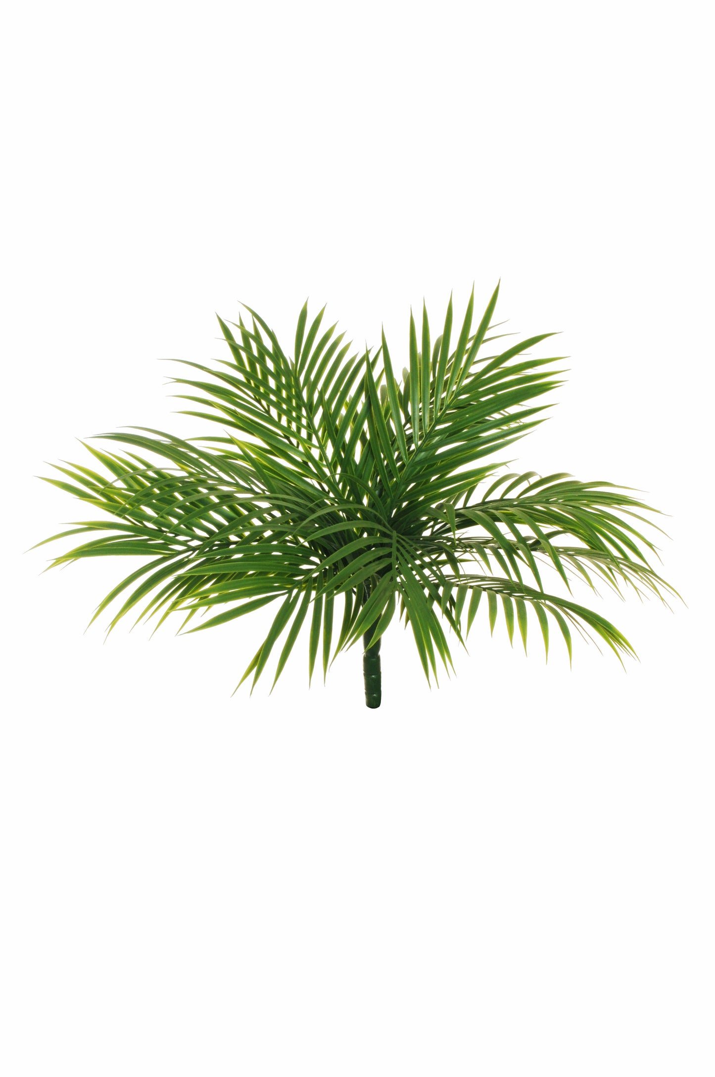 PIQUET D'ARECA