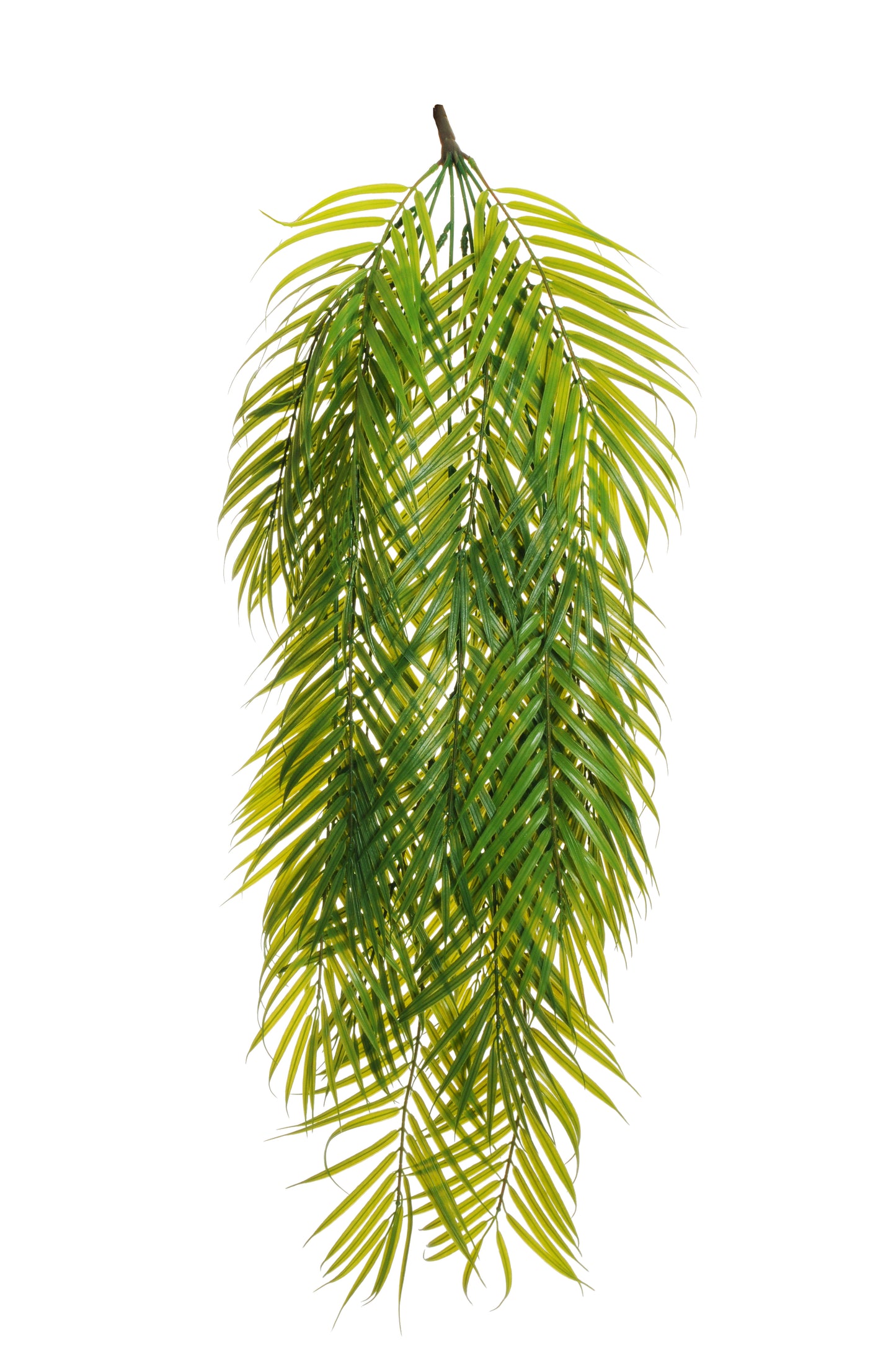 PIQUET D'ARECA PALM