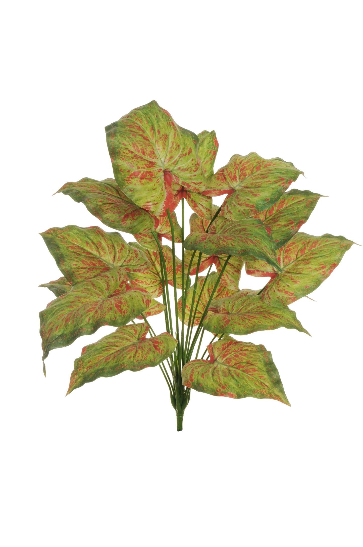 PIQUET DE CALADIUM (Touchée réel)