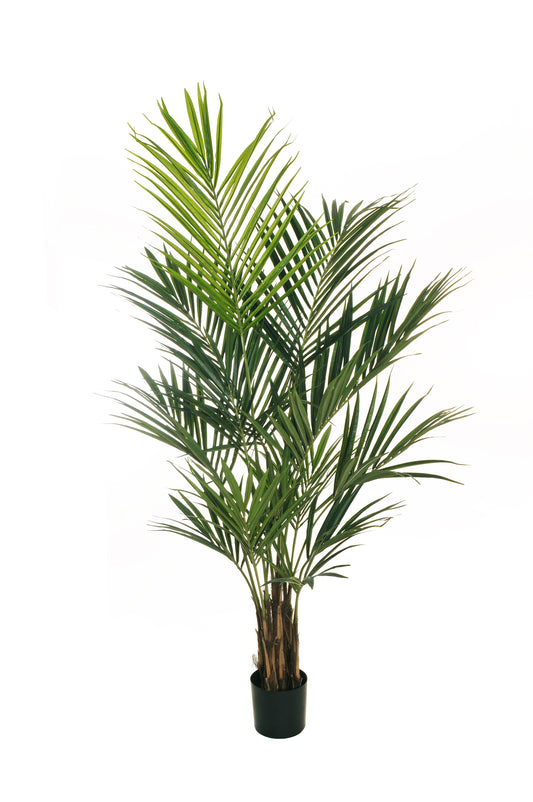 KENTIA PALM