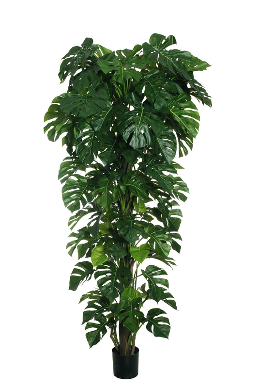 PHILODENDRON MONSTERA