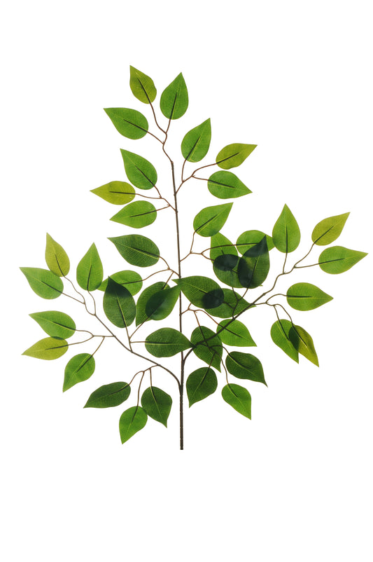 FEUILLE FICUS (Touché réel)