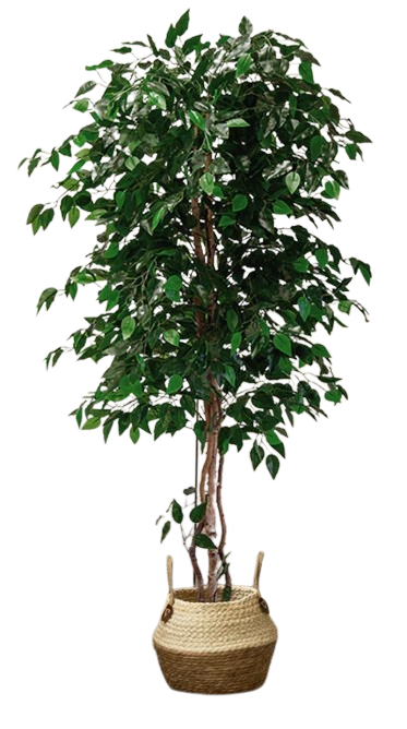 FICUS VERT