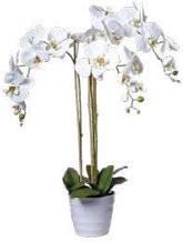 ORCHIDEE