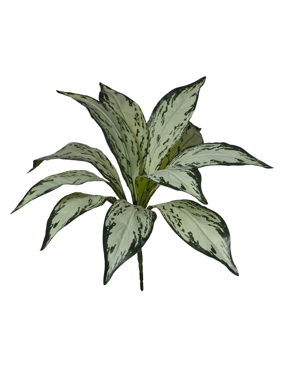 PIQUET AGLAONEMA