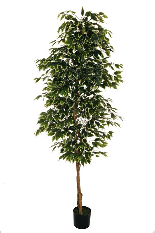 FICUS BENJAMIN 210cm