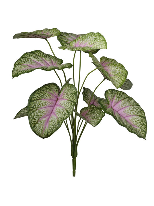 PIQUET DE CALADIUM