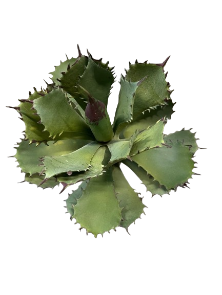 SUCCULENTE