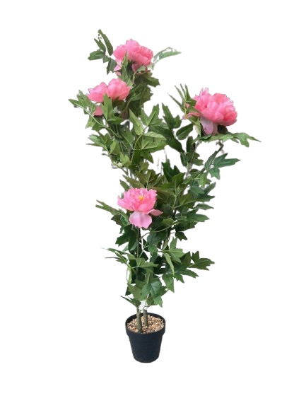 PIVOINE ROSE